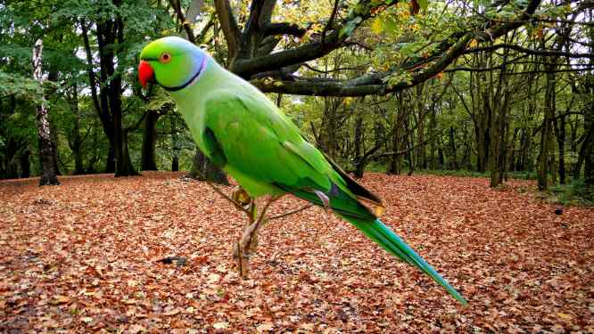 5 Lines Essay on Parrot for Class 1 
