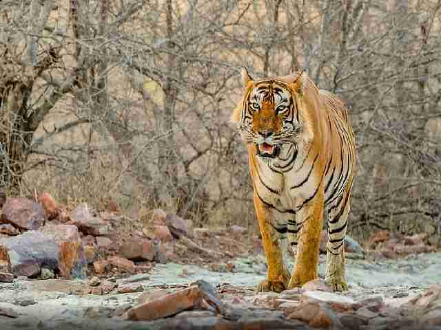 tiger spotted in Megamalai Tiger Reserve